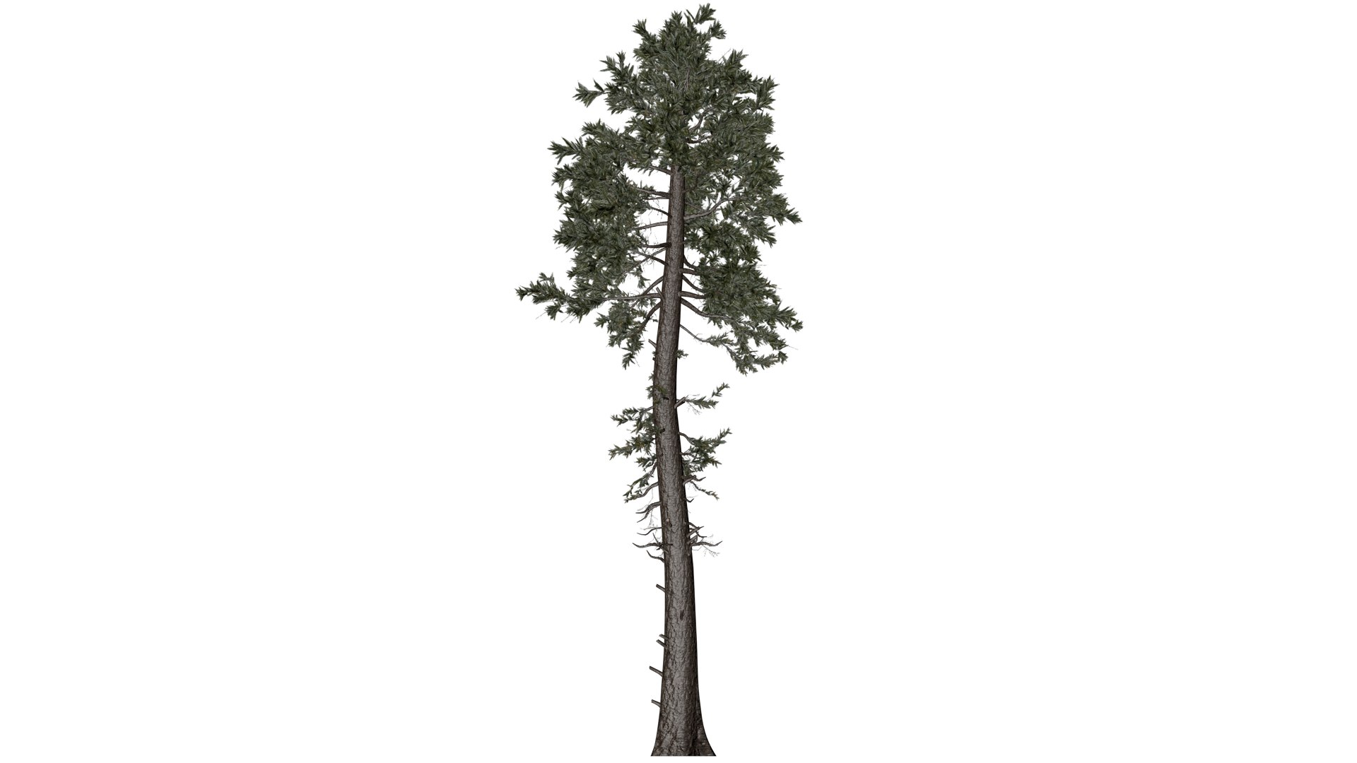 Douglas Fir Tree - 10 - 3D model https://p.turbosquid.com/ts-thumb/uz/aEK2Qy/7X/df_103/png/1741780052/1920x1080/fit_q87/8fe675264576297345dc2e4697fc471b84959598/df_103.jpg
