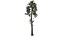 ダグラスファーの木 - 10 -
