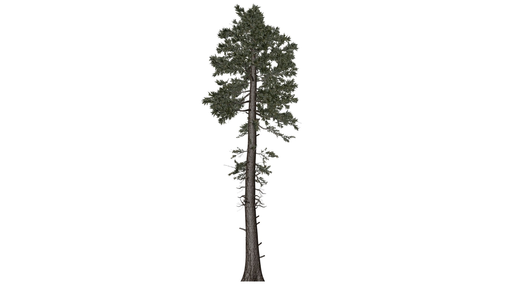 Douglas Fir Tree - 10 - 3D model https://p.turbosquid.com/ts-thumb/uz/aEK2Qy/Ux/df_10/png/1741780051/1920x1080/fit_q87/1ff923d38ab0555a47d415d433757b6f0b4cbdef/df_10.jpg