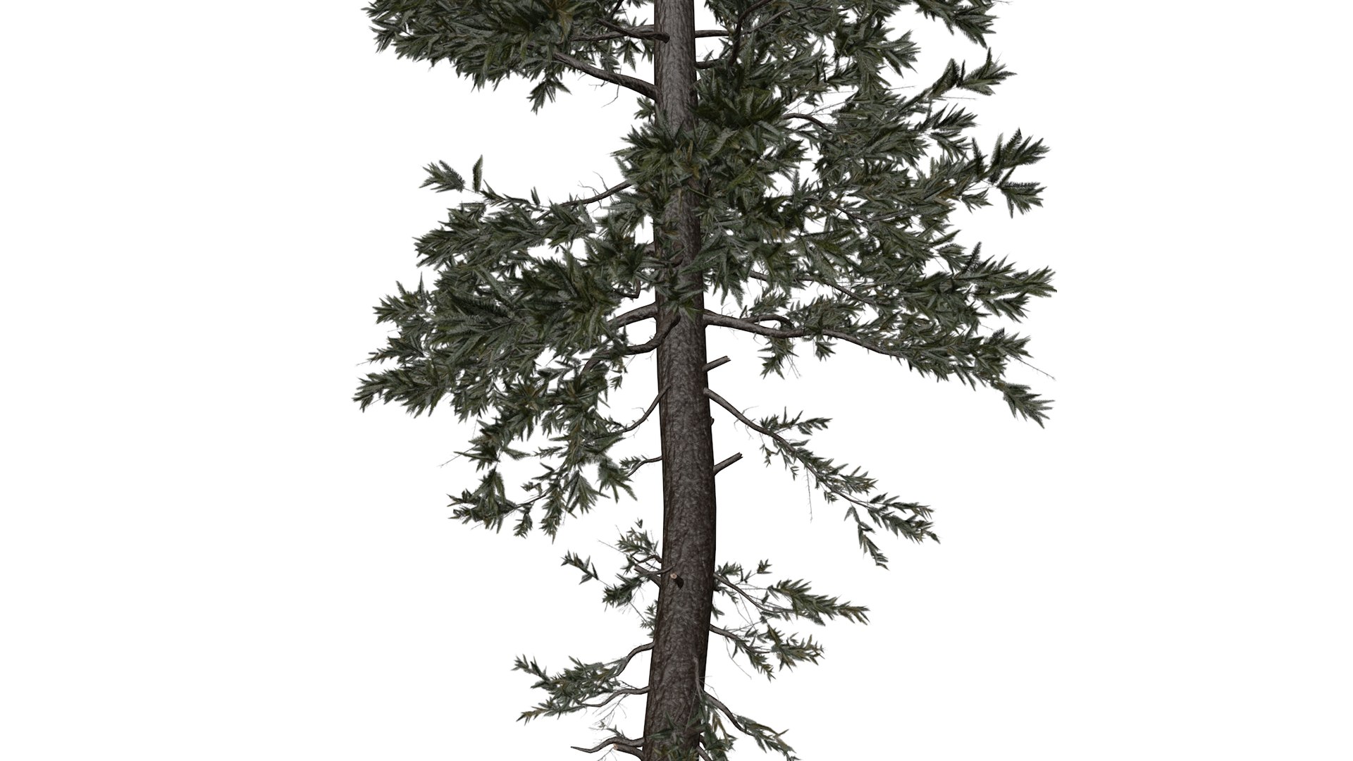 Douglas Fir Tree - 10 - 3D model https://p.turbosquid.com/ts-thumb/uz/aEK2Qy/VT/douglasfir_high32/png/1741780054/1920x1080/fit_q87/79301048e1604b862418457175a76c55a3b6c4b9/douglasfir_high32.jpg