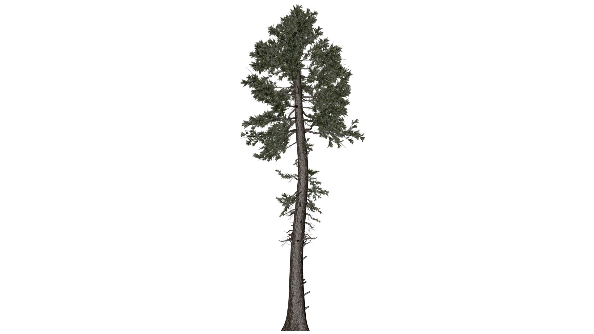 Douglas Fir Tree - 10 - 3D model https://p.turbosquid.com/ts-thumb/uz/aEK2Qy/d1/df_101/png/1741780051/1920x1080/fit_q87/dce094fd610d9455cfb90055e088e0fe699ba6b4/df_101.jpg
