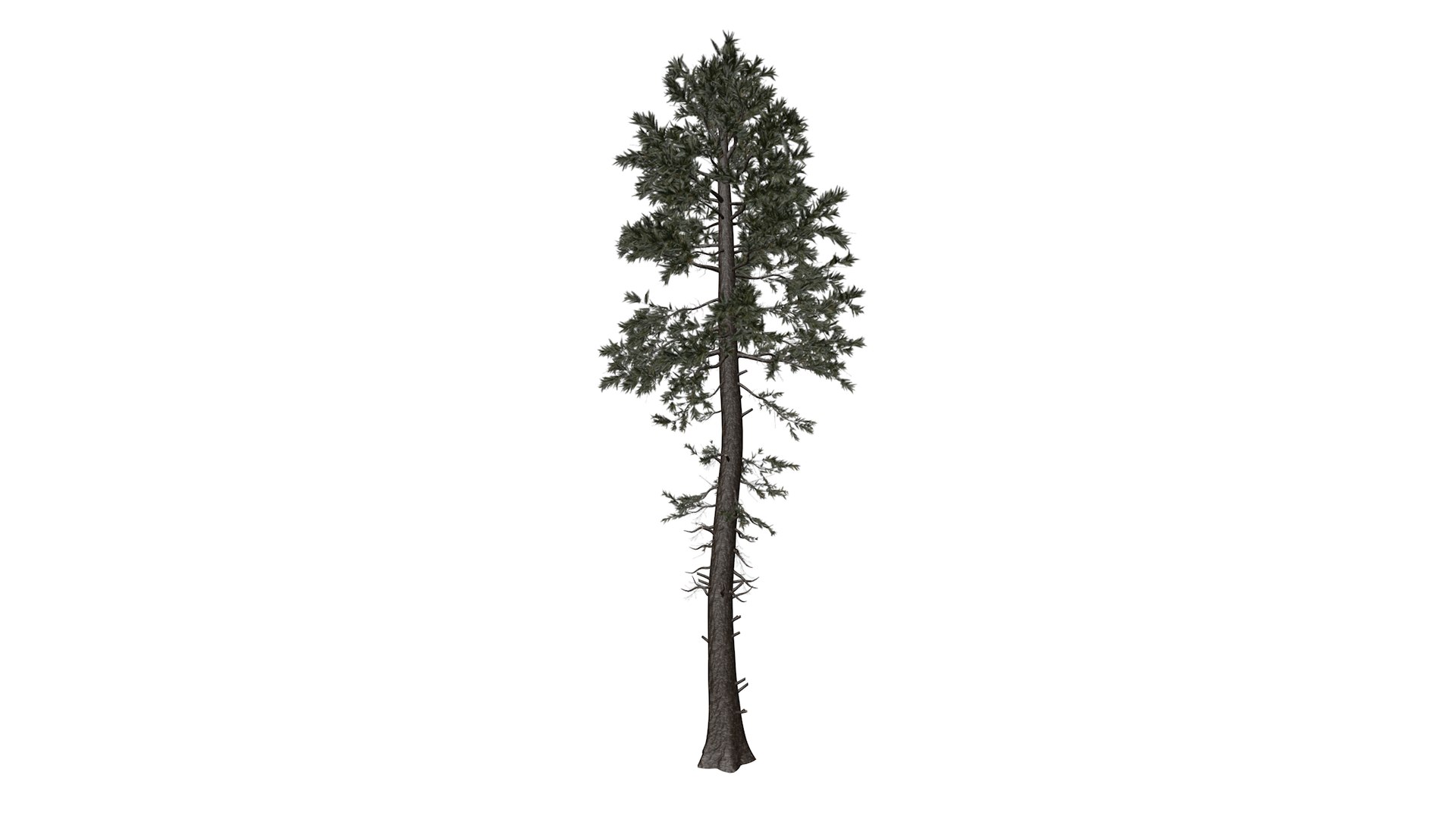 Douglas Fir Tree - 10 - 3D model https://p.turbosquid.com/ts-thumb/uz/aEK2Qy/n9/douglasfir_high30/png/1741780053/1920x1080/fit_q87/fc659541a35a2bfc3abc60af8dfdbc46537c438b/douglasfir_high30.jpg