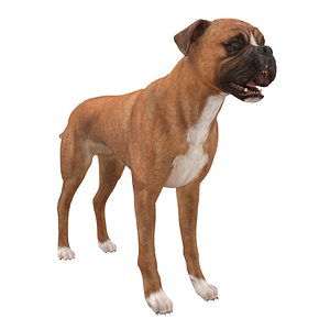 Dog Boxer RIGGED