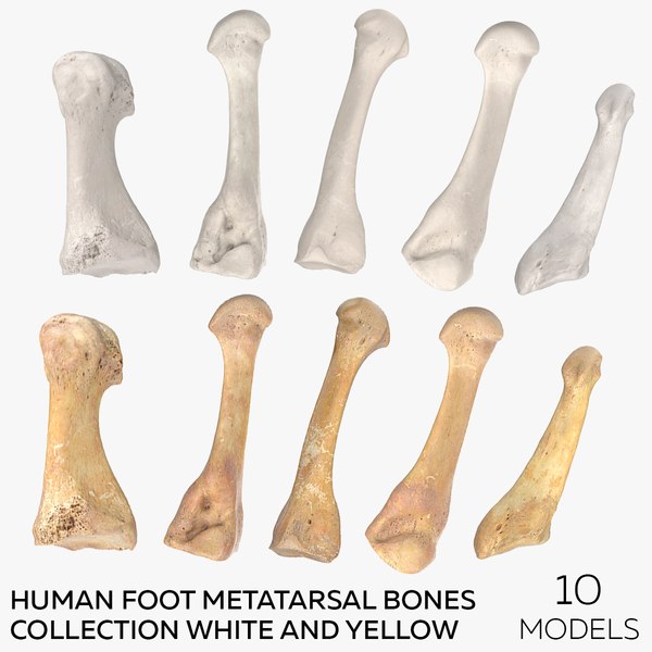 Human Foot Metatarsal Bones Collection White and Yellow - 10 models 3D