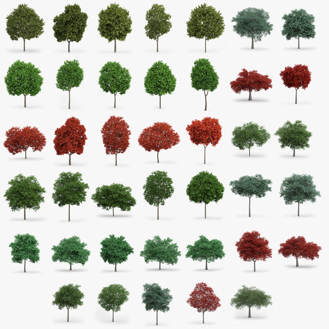 3d maple oak model https://p.turbosquid.com/ts-thumb/v0/CirK2y/74p01OtE/40trees/jpg/1441047147/1920x1080/fit_q87/dfb484cf6fb9777ffc06adeaa438b87ce7ebd495/40trees.jpg