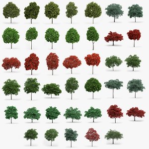 40 Oak and Maple Trees