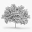 3d maple oak model