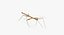 Walkingstick Walking 01