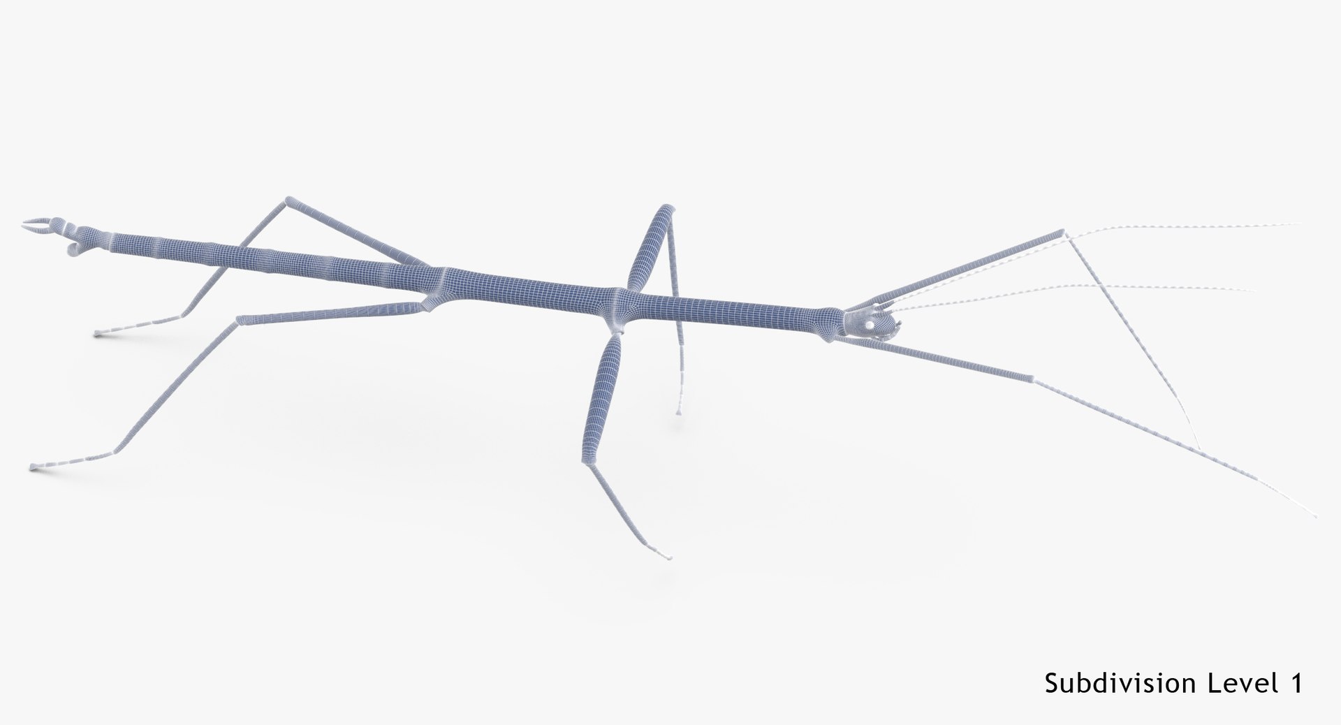 3D walkingstick walking 01 model https://p.turbosquid.com/ts-thumb/v0/HmE6KD/5CIpSHgk/walkingstick_walking_01_wireframe_subdiv_1/jpg/1549463683/1920x1080/fit_q87/1eb55b25f88326804c38491846aac4cd3326e45c/walkingstick_walking_01_wireframe_subdiv_1.jpg