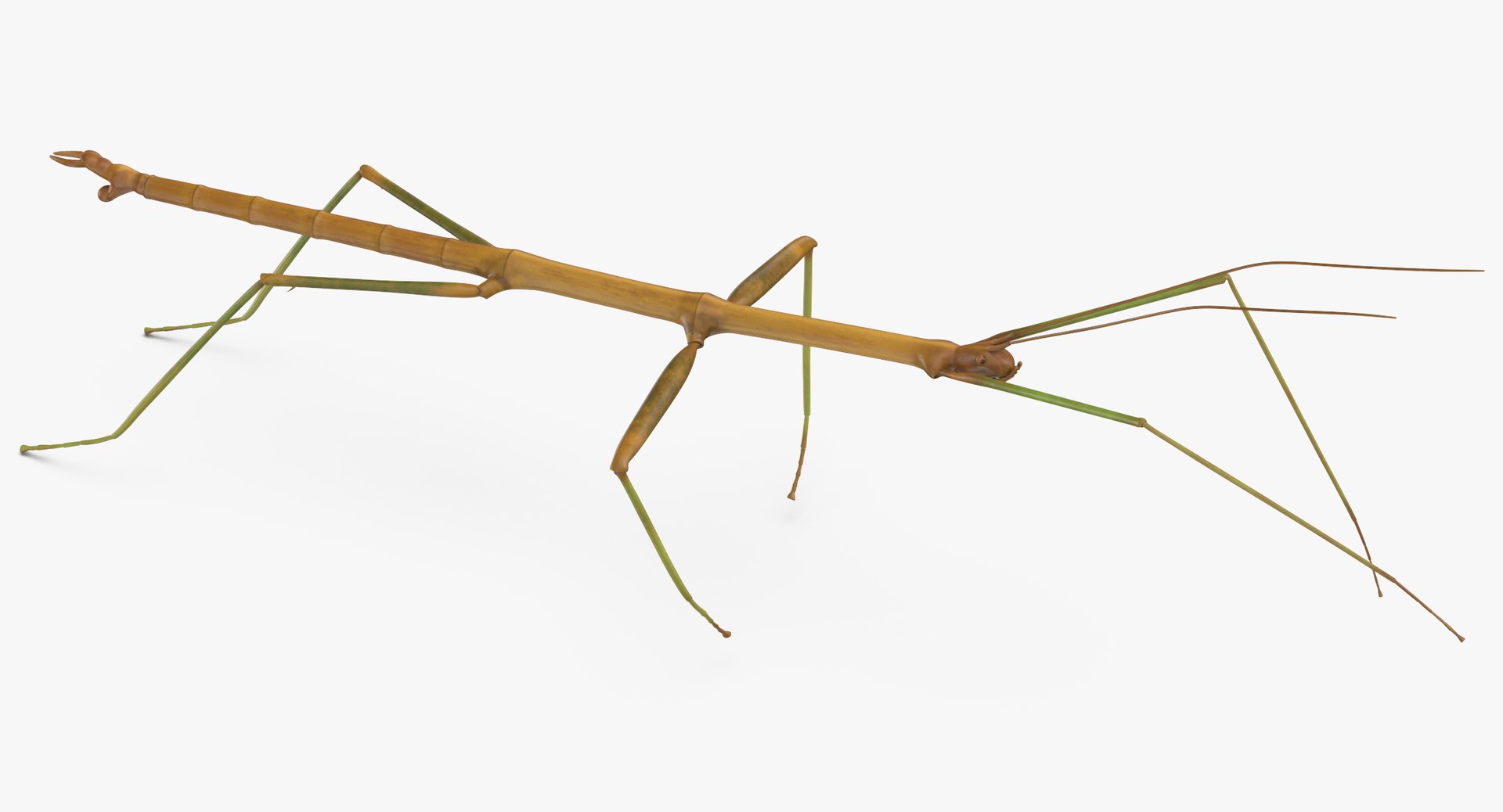 3D walkingstick walking 01 model https://p.turbosquid.com/ts-thumb/v0/HmE6KD/8QhEXde2/walkingstick_walking_01_thumbnail_0005/jpg/1549463681/1920x1080/fit_q87/1fa2f2739a5707f960fb05b3bf7aae5730670b54/walkingstick_walking_01_thumbnail_0005.jpg