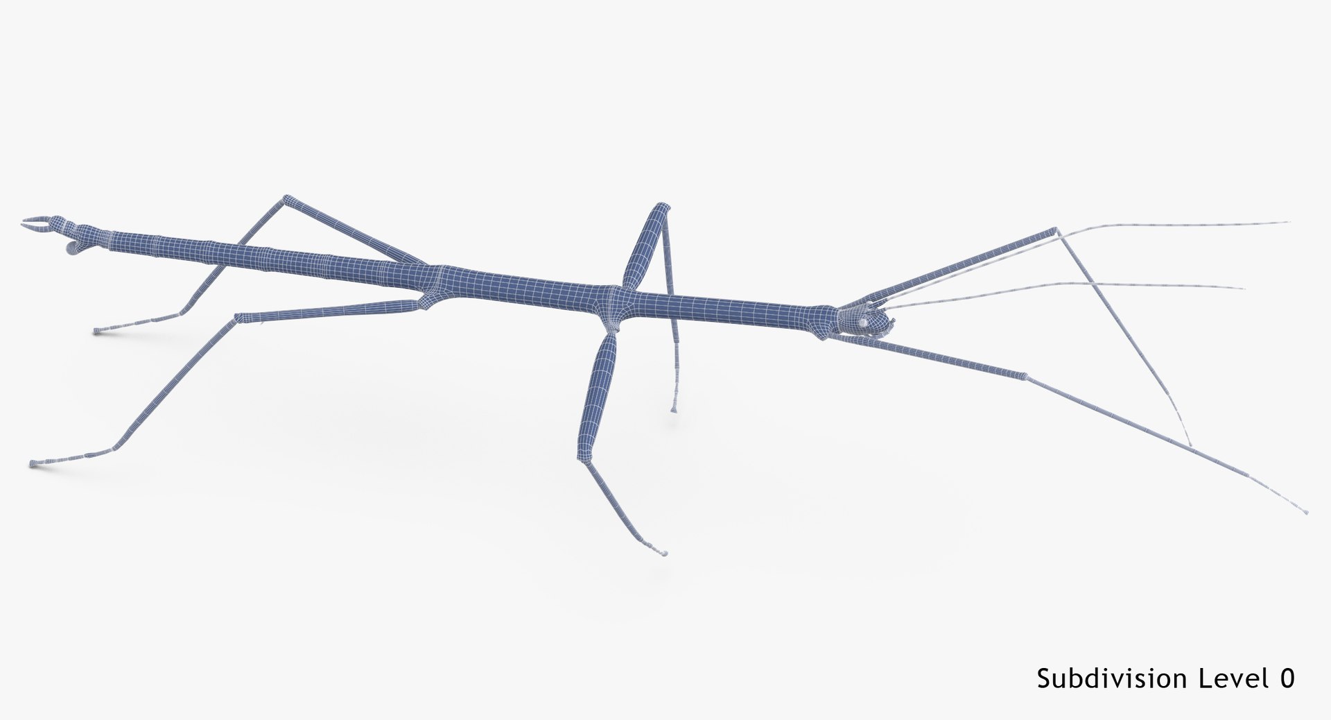 3D walkingstick walking 01 model https://p.turbosquid.com/ts-thumb/v0/HmE6KD/8no5Zp2n/walkingstick_walking_01_wireframe_subdiv_0/jpg/1549463683/1920x1080/fit_q87/ac689f3bcf6d8258f8e155ec7464f4416549451a/walkingstick_walking_01_wireframe_subdiv_0.jpg