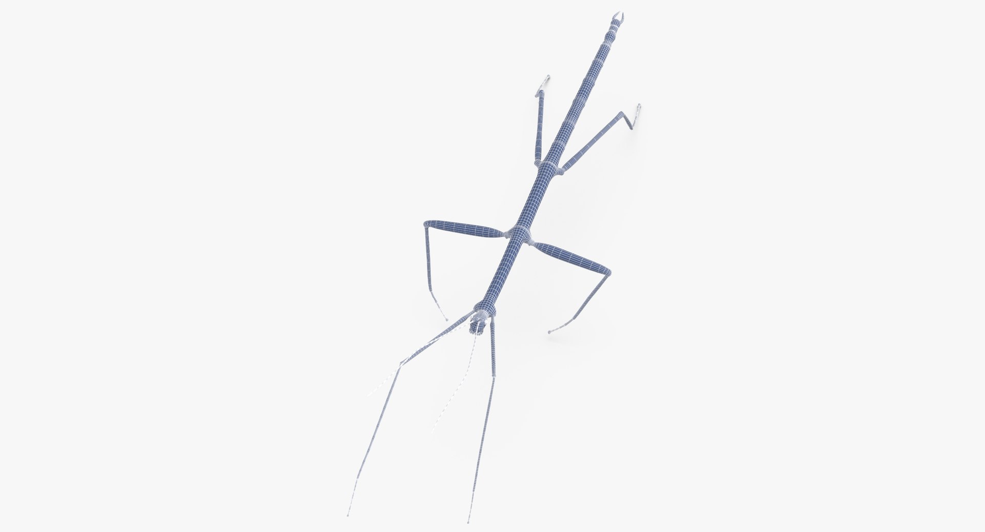 3D walkingstick walking 01 model https://p.turbosquid.com/ts-thumb/v0/HmE6KD/RTTgzEGK/walkingstick_walking_01_wireframe_0004/jpg/1549463683/1920x1080/fit_q87/3dcaaeb5b850e508da60b7a3913b64e9e0337762/walkingstick_walking_01_wireframe_0004.jpg