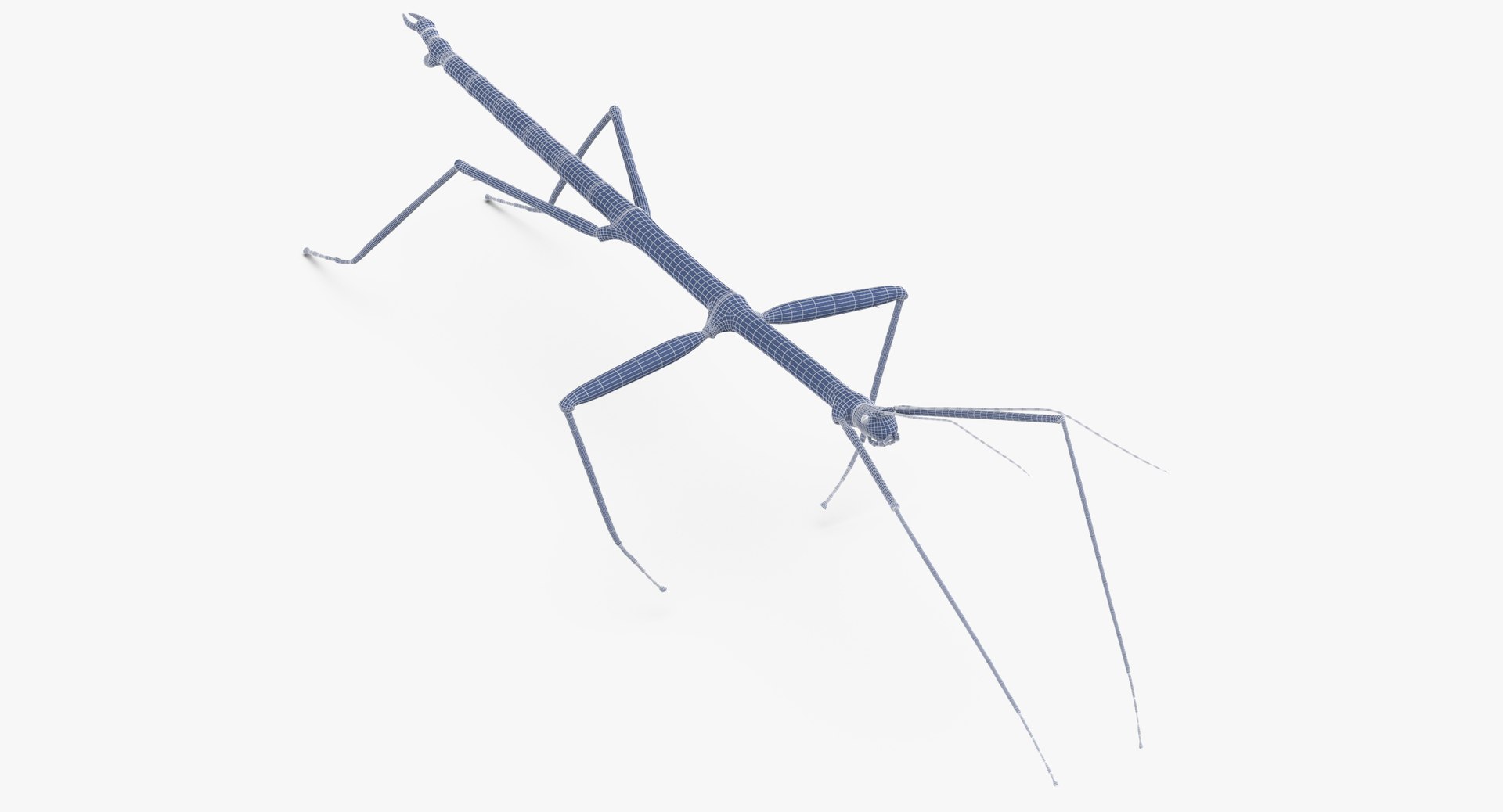 3D walkingstick walking 01 model https://p.turbosquid.com/ts-thumb/v0/HmE6KD/lxgGG2CD/walkingstick_walking_01_wireframe_0001/jpg/1549463683/1920x1080/fit_q87/5e4486266b398a1593f5b8f7fc1e28f9bab65748/walkingstick_walking_01_wireframe_0001.jpg