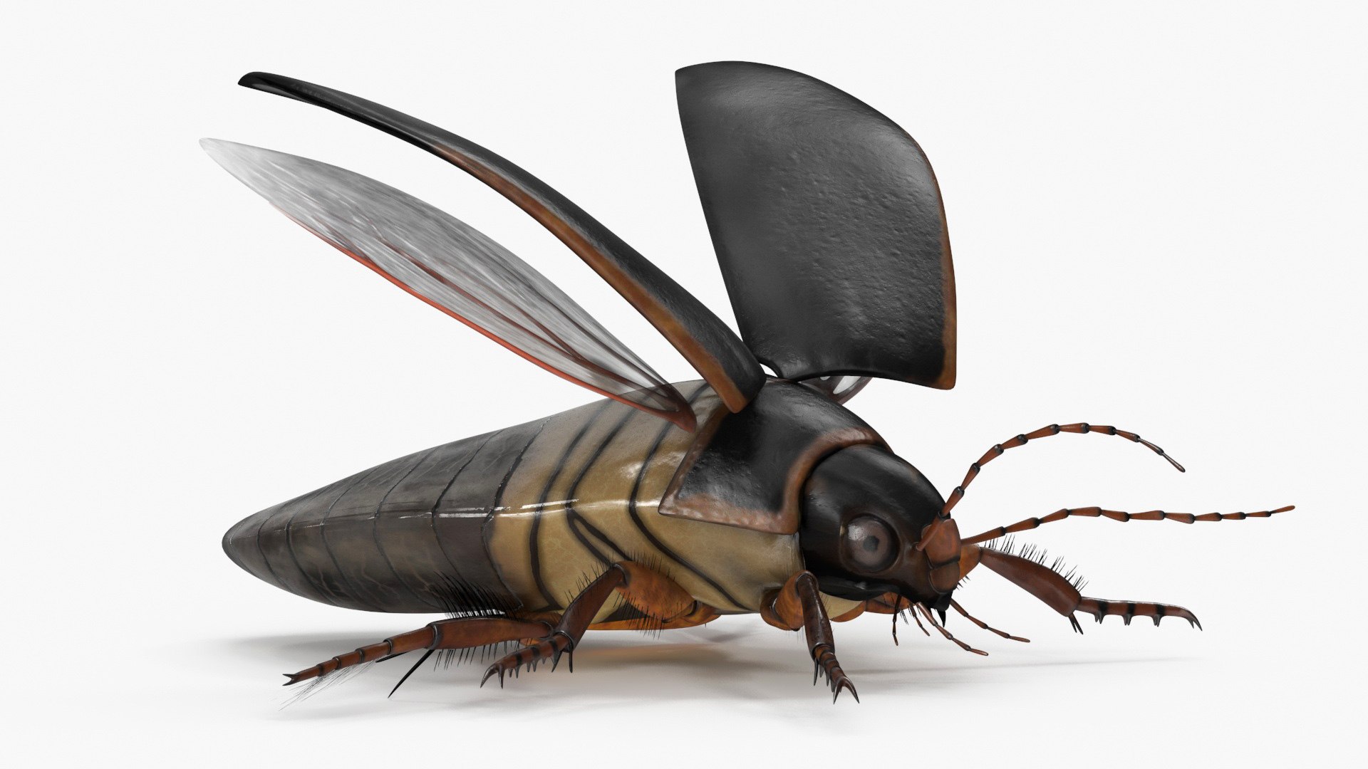 Screech Beetle Black Realistic Rigged 3D model preview