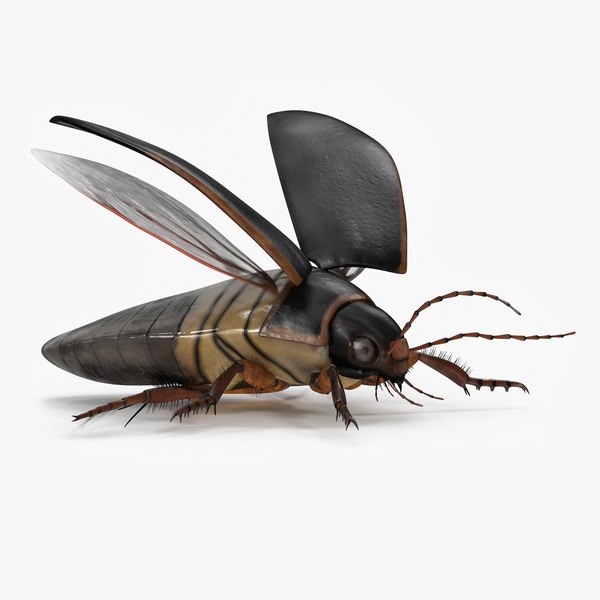 3D Screech Beetle Black Realistic Rigged model