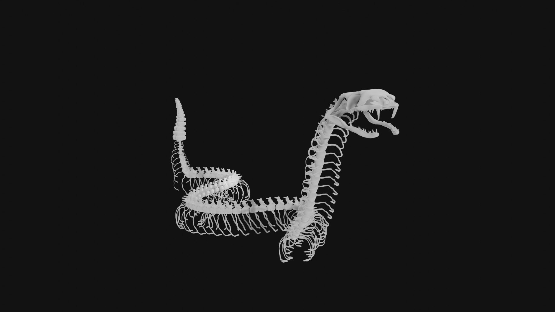 Rattle Snake Skeleton 3D Model - TurboSquid 1990995