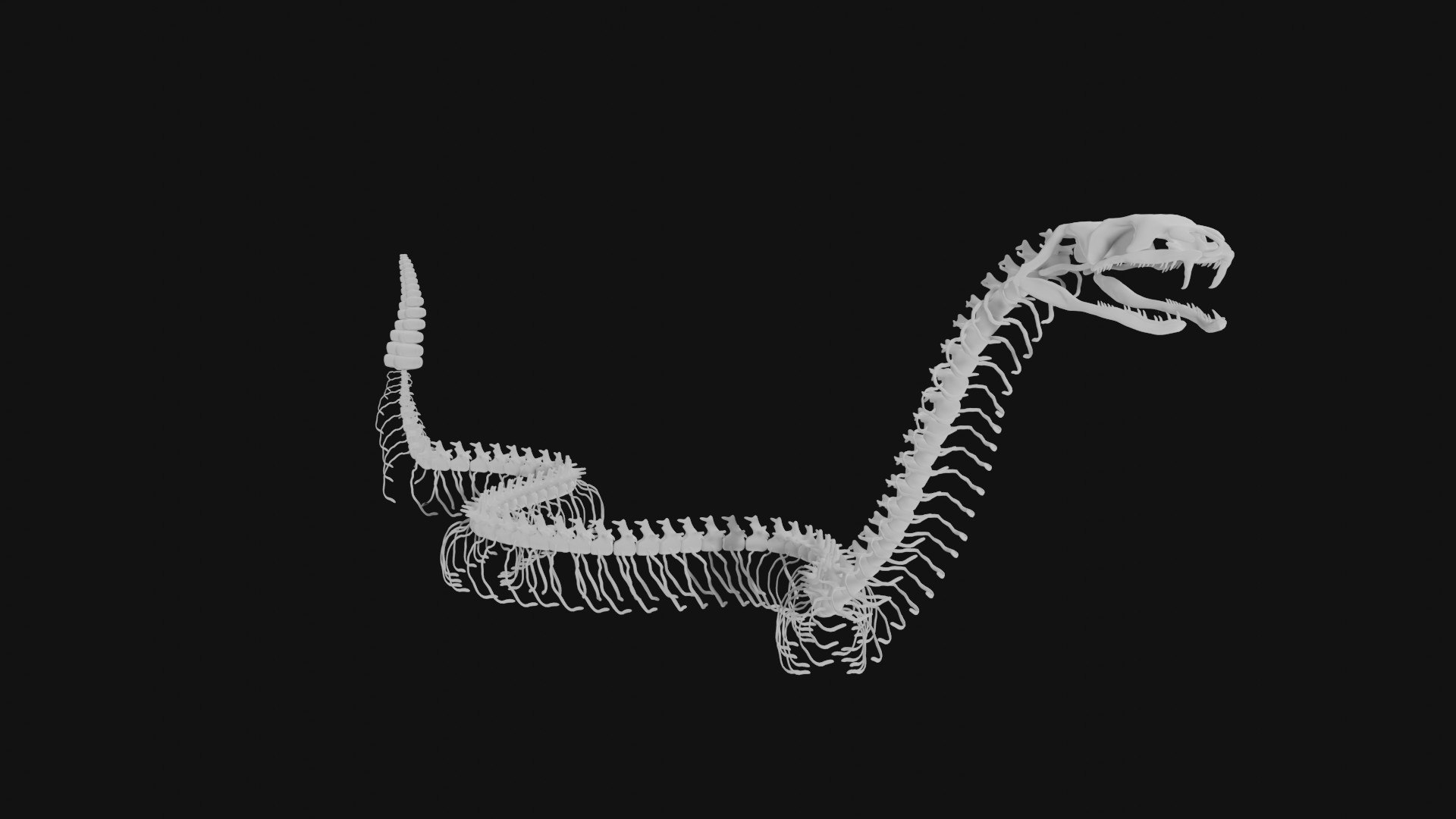Rattle Snake Skeleton 3D Model TurboSquid 1990995