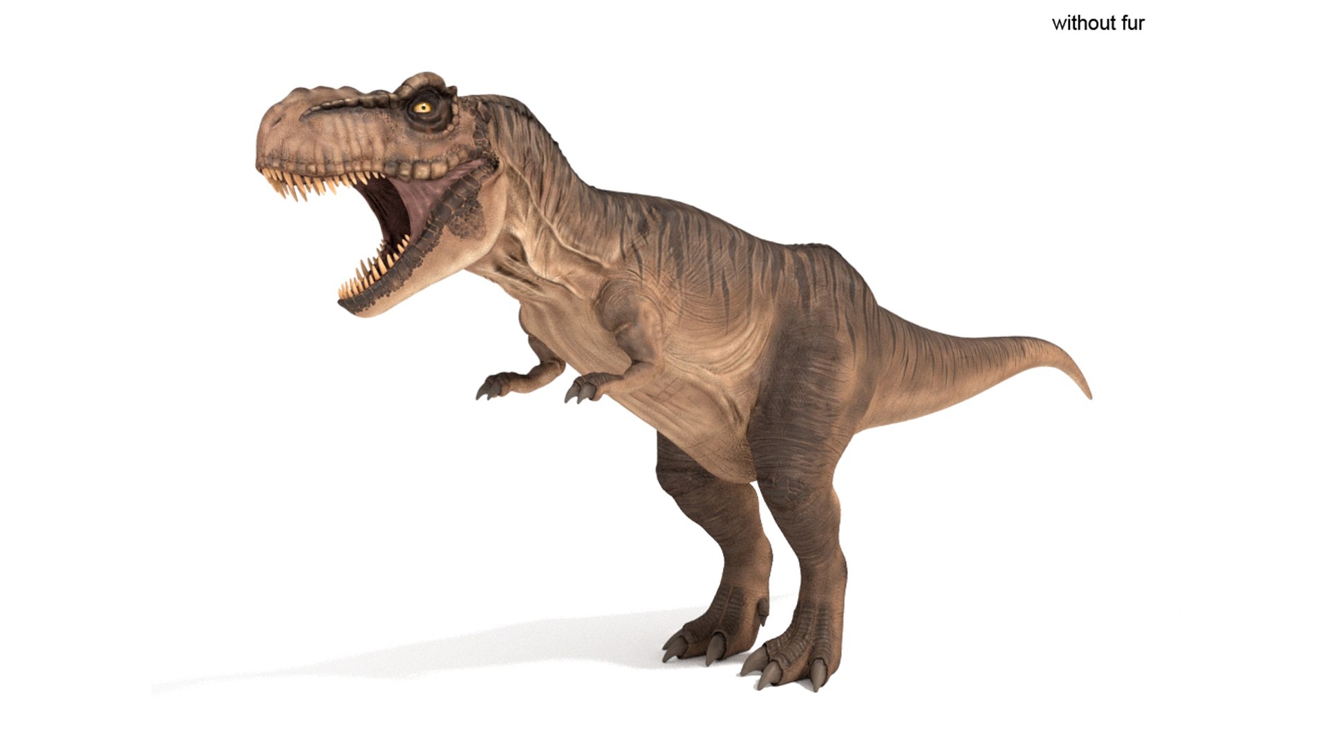 3D tyrannosaurus rex fur https://p.turbosquid.com/ts-thumb/v0/Nrw1xy/gC/img_15/jpg/1624617876/1920x1080/fit_q87/7c5d6f1f34006d05352dd572298700994d587b5c/img_15.jpg