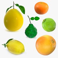 Citrus Fruits Collection 4