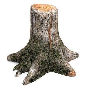 Old tree stump