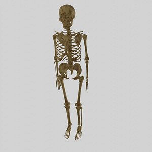 skeleton