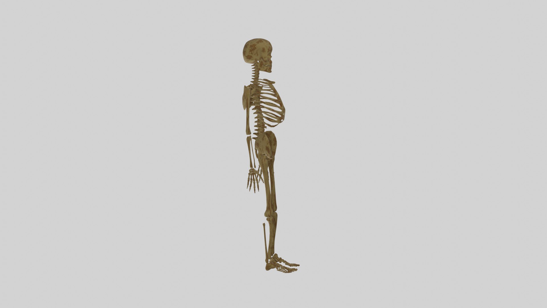 Skeleton 3D Model - TurboSquid 2108219