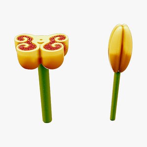 3D model Anther Cross Section Anatomy