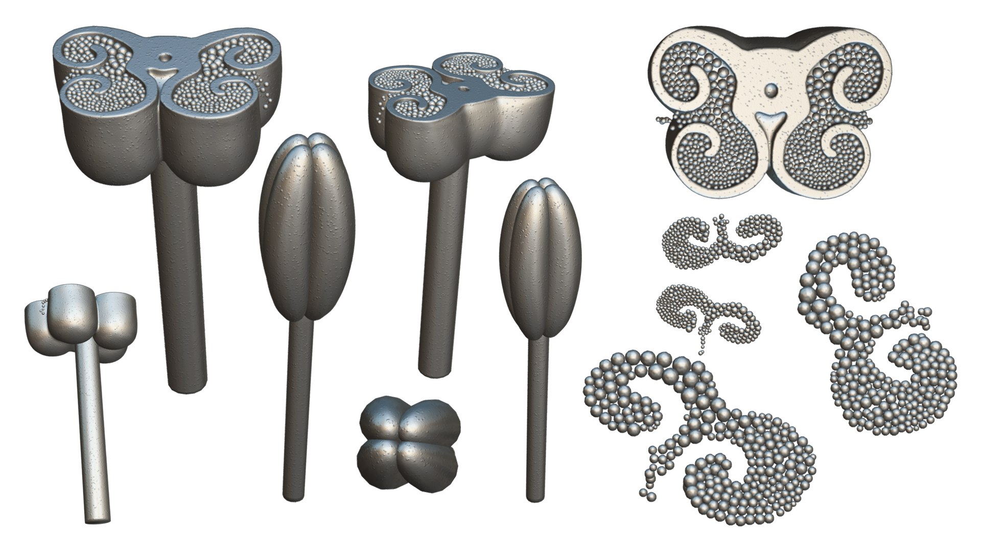 3D Model Anther Cross Section Anatomy - TurboSquid 2142342