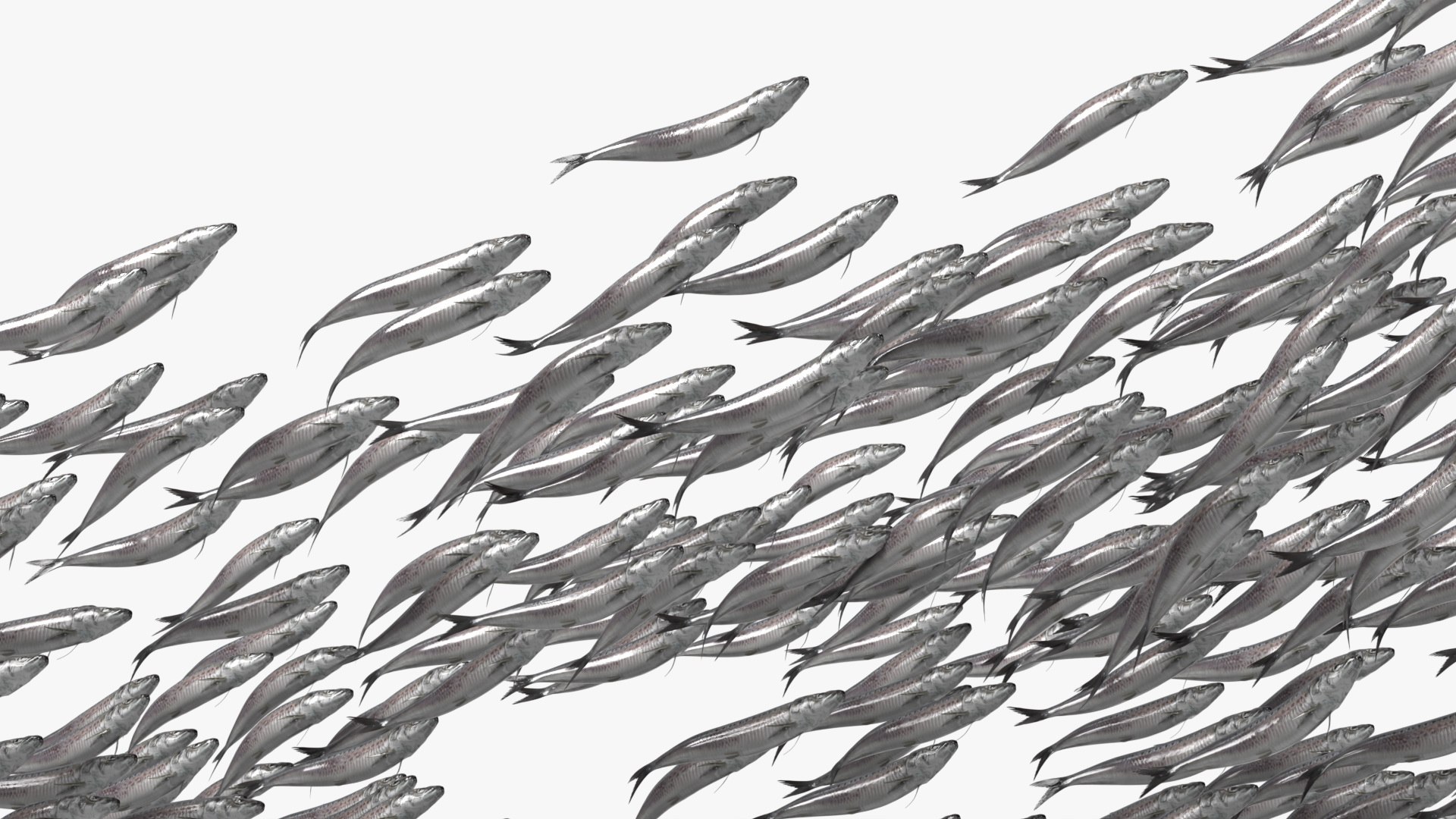 3D Marine Sardine School Animated Rigged For Blender https://p.turbosquid.com/ts-thumb/v0/sfad2P/Jz/marine_sardine_schoolanimated_rigged_for_blender_008/jpg/1789072935/1920x1080/fit_q87/9359cc0ef530e2335fda19446e35dd9ca394cf85/marine_sardine_schoolanimated_rigged_for_blender_008.jpg