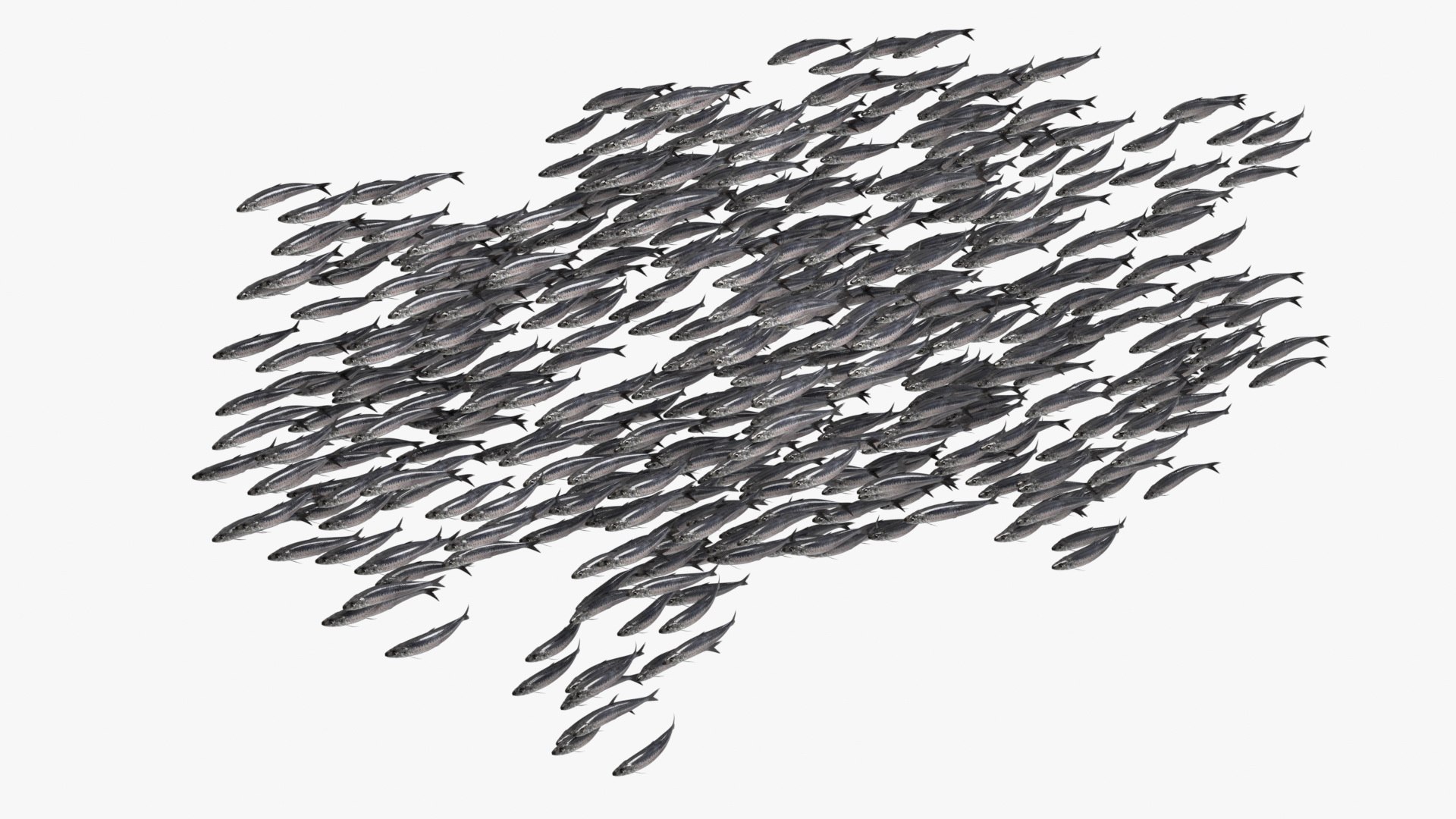 3D Marine Sardine School Animated Rigged For Blender https://p.turbosquid.com/ts-thumb/v0/sfad2P/NY/marine_sardine_schoolanimated_rigged_for_blender_006/jpg/1789072929/1920x1080/fit_q87/2f37ac63ef9026afd8ff0af68d76f64dde1e918b/marine_sardine_schoolanimated_rigged_for_blender_006.jpg