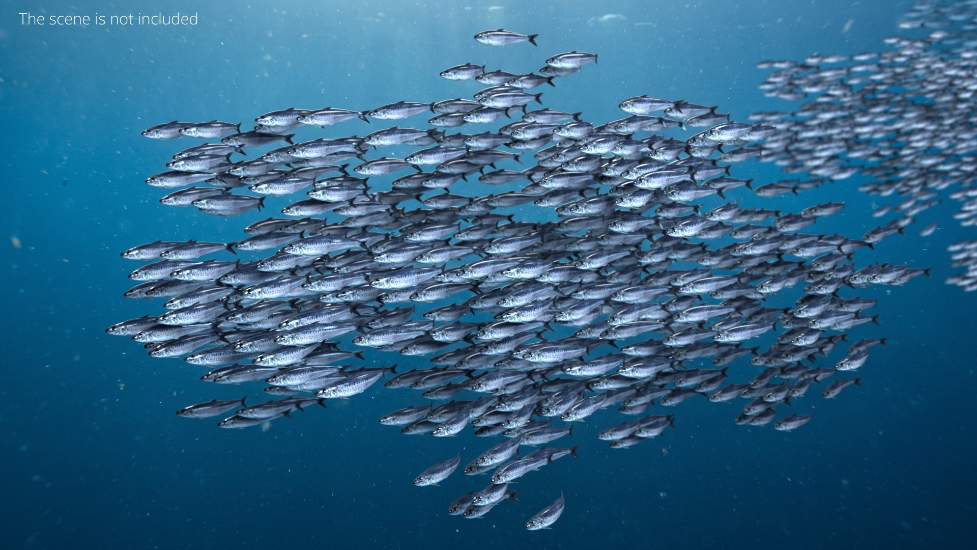 3D Marine Sardine School Animated Rigged For Blender https://p.turbosquid.com/ts-thumb/v0/sfad2P/il/marine_sardine_schoolanimated_rigged_for_blender_003/jpg/1789072920/1920x1080/fit_q87/b7833c3f3a150f3f4b5f8877ecccfa297d682a6d/marine_sardine_schoolanimated_rigged_for_blender_003.jpg