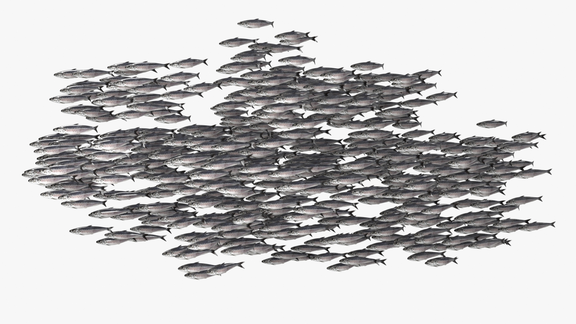 3D Marine Sardine School Animated Rigged For Blender https://p.turbosquid.com/ts-thumb/v0/sfad2P/ml/marine_sardine_schoolanimated_rigged_for_blender_360/jpg/1789072758/1920x1080/turn_fit_q99/65a41bd9f491fc9b39385b963fbfaa7a62ee77fc/marine_sardine_schoolanimated_rigged_for_blender_360-1.jpg