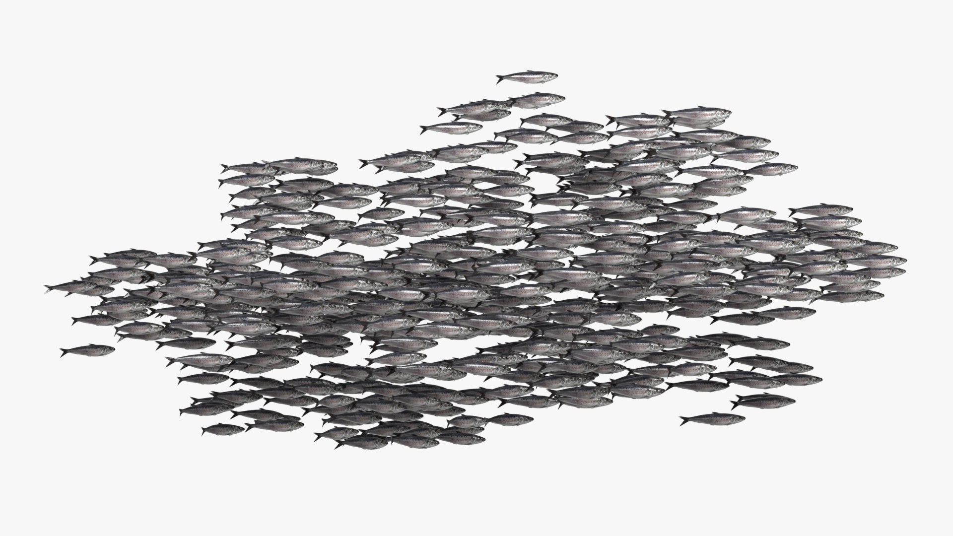 3D Marine Sardine School Animated Rigged For Blender https://p.turbosquid.com/ts-thumb/v0/sfad2P/x9/marine_sardine_schoolanimated_rigged_for_blender_002/jpg/1789072755/1920x1080/fit_q87/8f80fd32f3445d386440f055b38942a0620ea1ed/marine_sardine_schoolanimated_rigged_for_blender_002.jpg