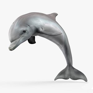Realistic Bottlenose Dolphin Jump model