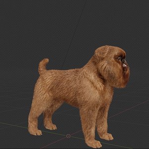 Brussels Griffon Dog