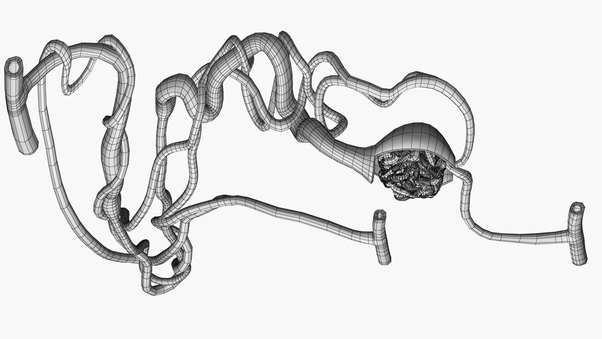 Nephron Glomerulus 3D https://p.turbosquid.com/ts-thumb/v1/4dxyeP/Vz/edge03/jpg/1752899096/1920x1080/fit_q87/847ccd1f9ac6589aac272982dc9363b28477c078/edge03.jpg