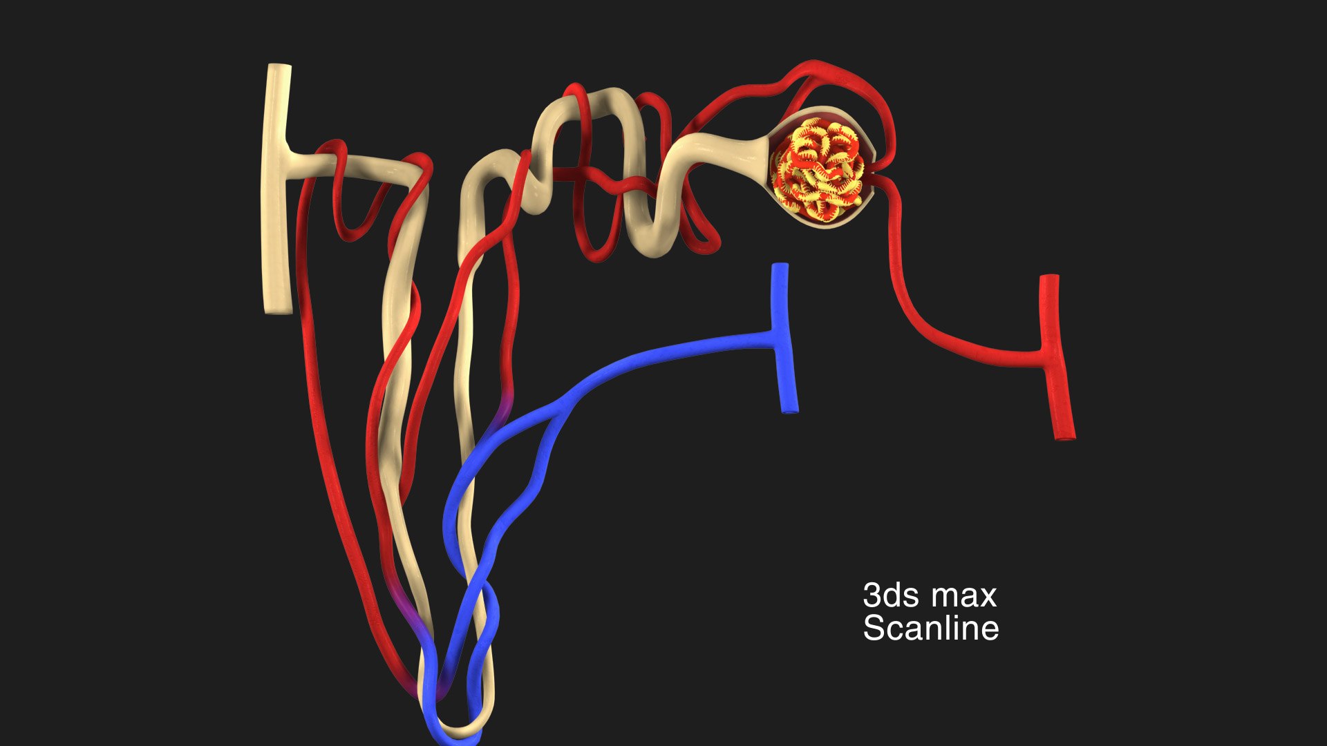Nephron Glomerulus 3D https://p.turbosquid.com/ts-thumb/v1/4dxyeP/dl/05scan_00/jpg/1752899092/1920x1080/fit_q87/b7c830a9ae3b6882503854265b62f707dcbc5060/05scan_00.jpg