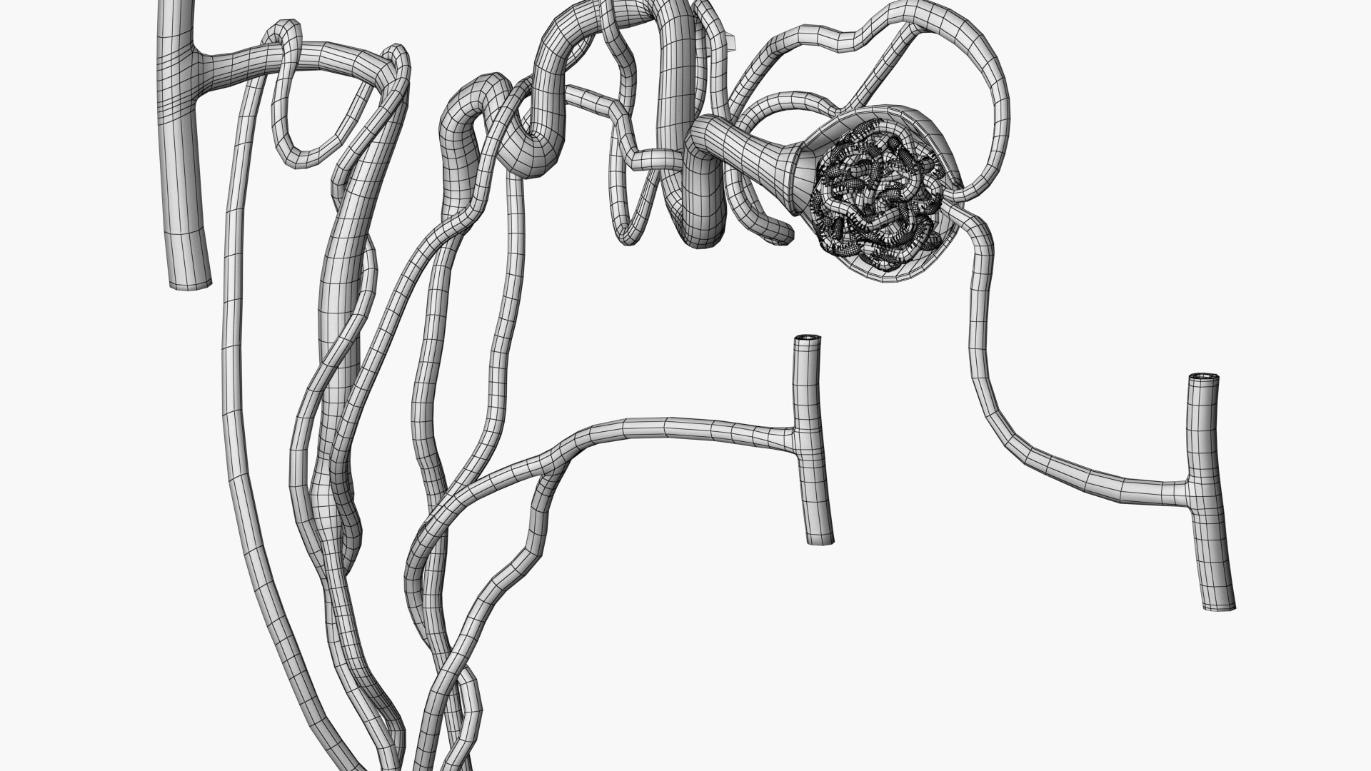 Nephron Glomerulus 3D https://p.turbosquid.com/ts-thumb/v1/4dxyeP/kO/edge01/jpg/1752899095/1920x1080/fit_q87/e4c052dacbbaa7e5b02dcd1ad0a2753ffab35139/edge01.jpg