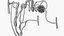 Nephron Glomerulus