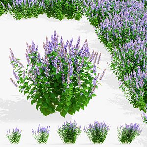 Agastache hybrid flower 3D model