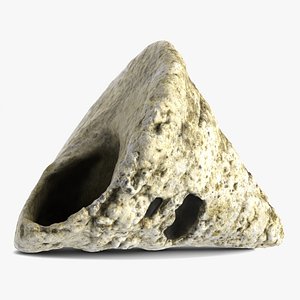 3d model fosil rapana shell