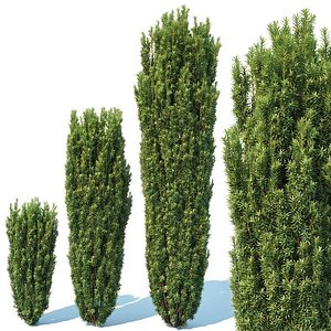 taxus baccata fastigiata 3D model