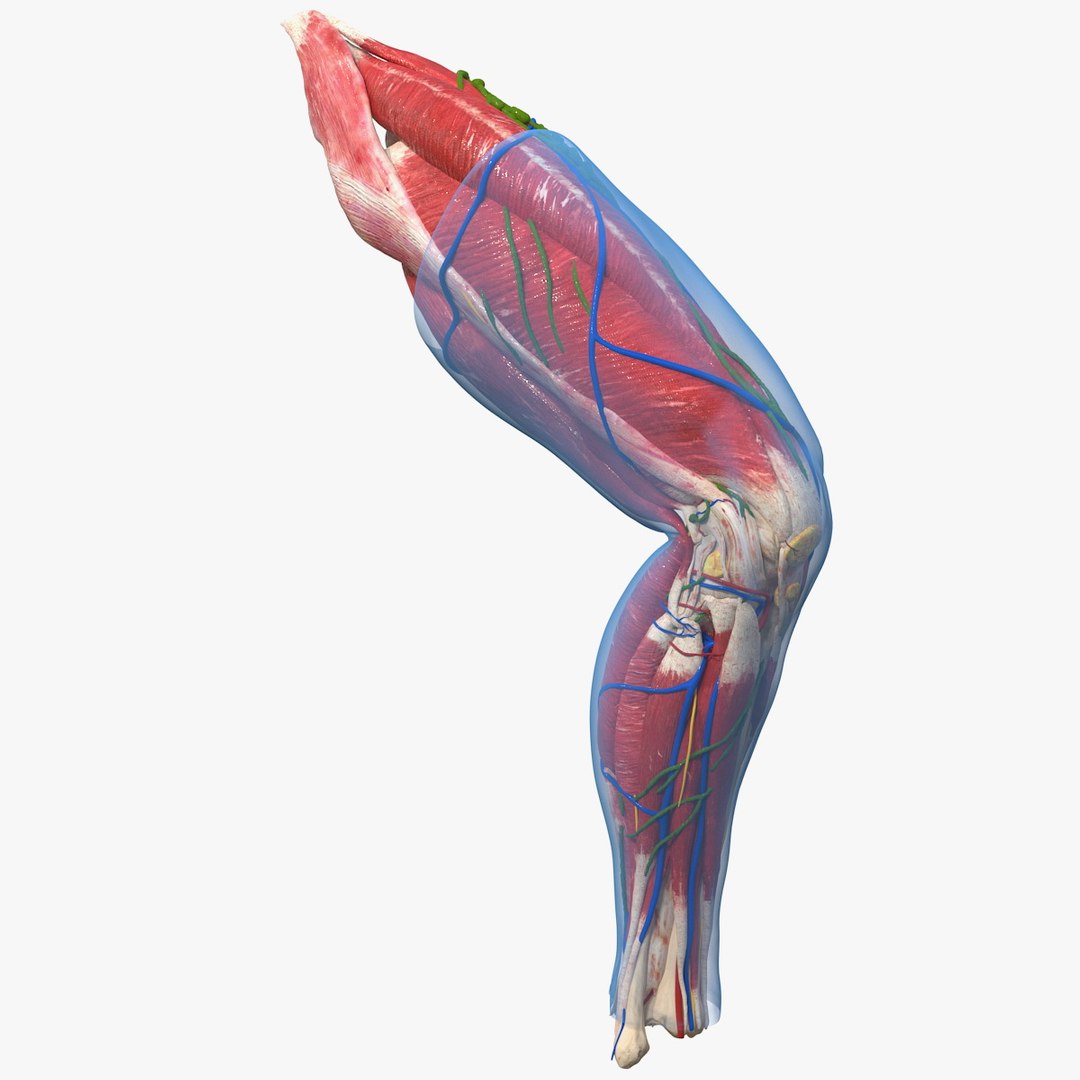 Human Knee Joint Anatomy Rigged 3D model preview
