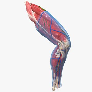 human knee joint anatomy model