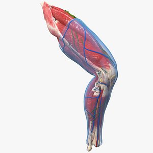 Human Knee Joint Anatomy Rigged