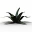 max agave plant