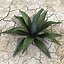 max agave plant