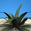 max agave plant