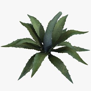 Agave