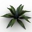 max agave plant